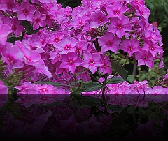 Boerentuin 5